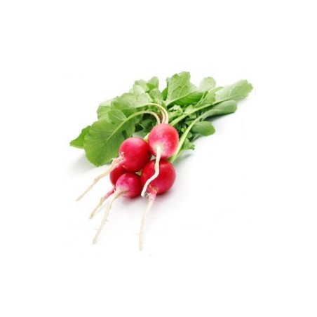 Radis Rose
