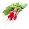 Radis Rose