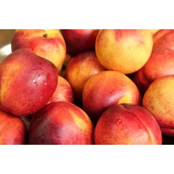 Nectarines Env. 4 kg le plateau