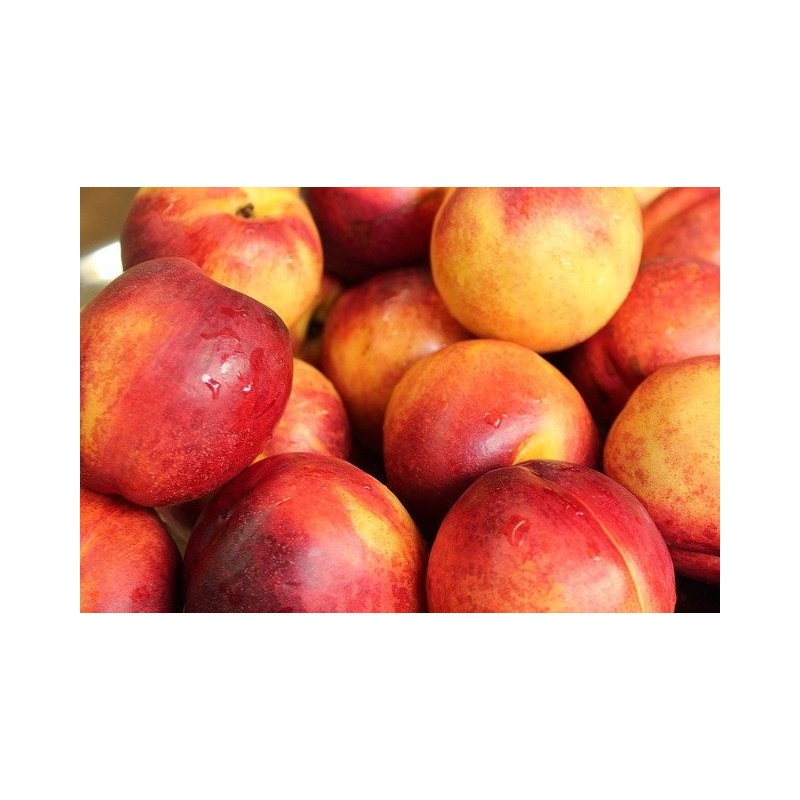 Nectarines Env. 4 kg le plateau