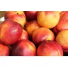 Nectarines Env. 4 kg le plateau