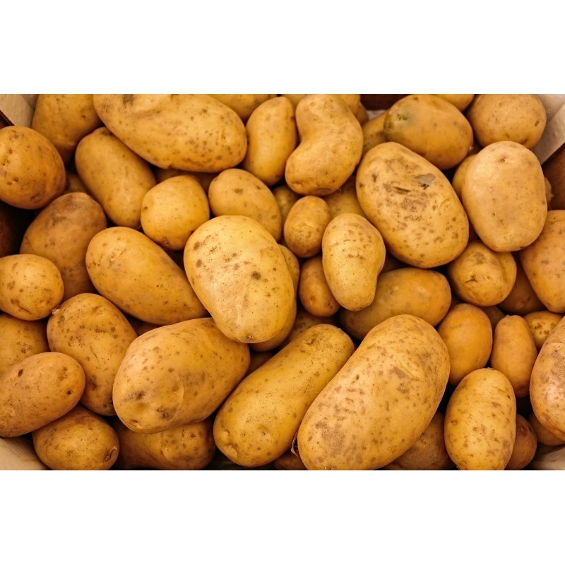 10kg de Pomme de Terre Agata