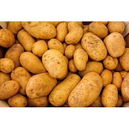 10kg de Pomme de Terre Agata