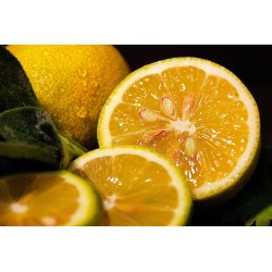1kg de citrons jaunes
