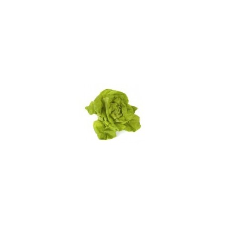 Salade Batavia ou Feuille de chêne ou Laitue