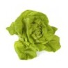 Salade Batavia ou Feuille de chêne ou Laitue